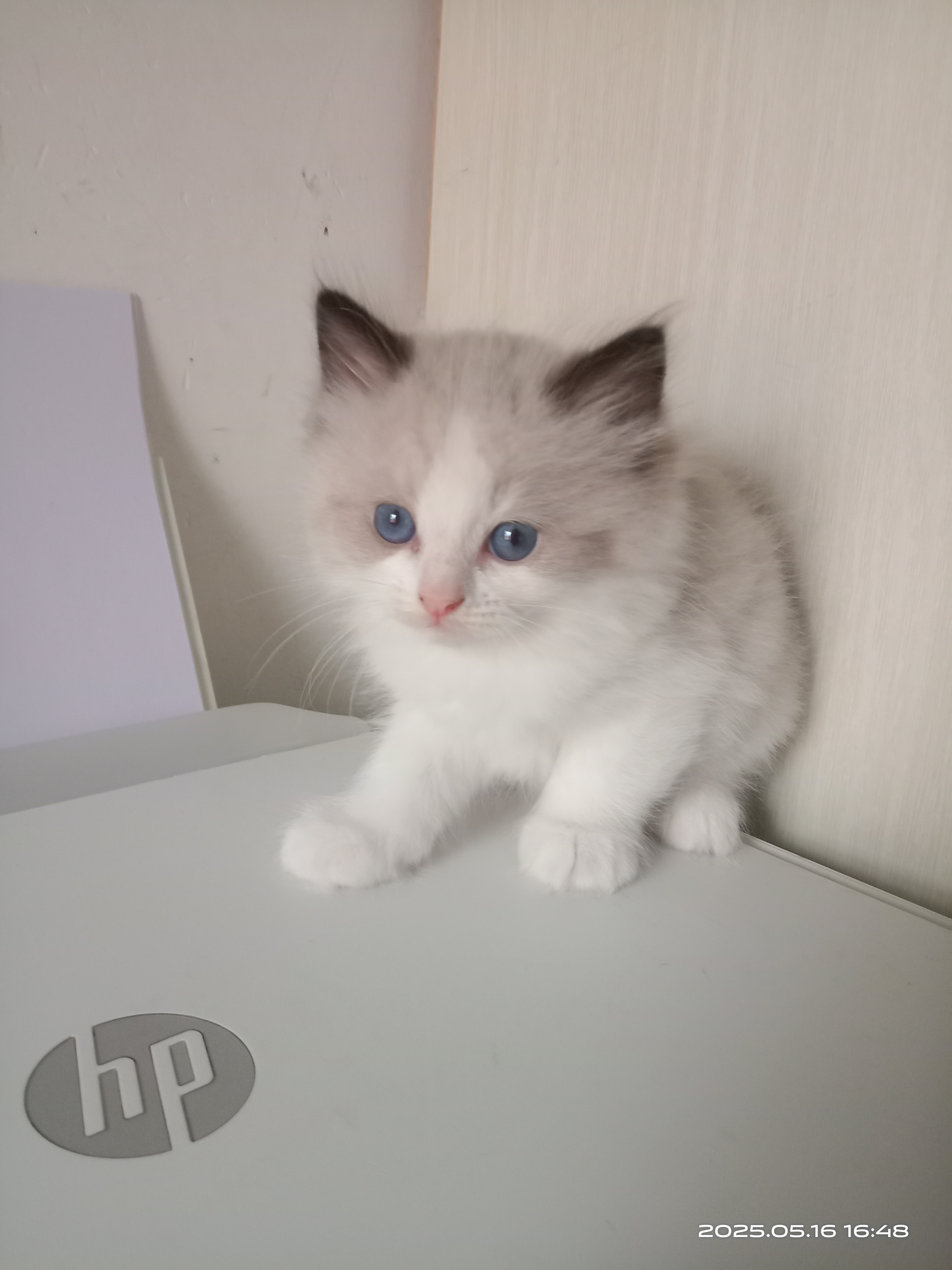 有几只海双布偶猫出售，即将两个月，活泼可爱，会用猫砂，会吃猫粮，预定从速